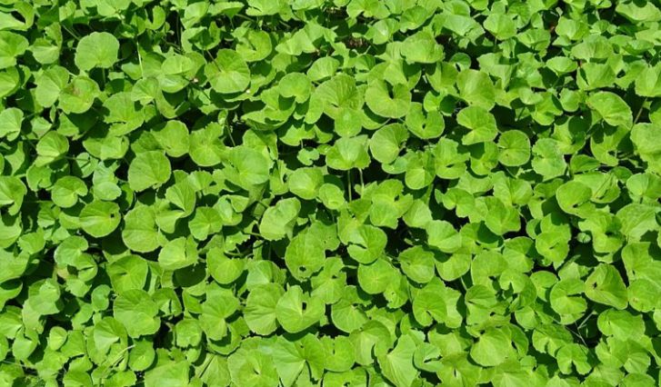 Mengenal Centella Asiatica: Tumbuhan Liar yang Kerap Dijadikan Bahan Baku Skincare